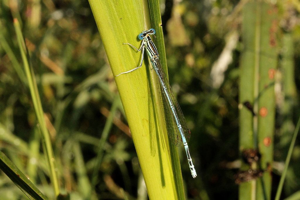 Platycnemis pennipes maschio?